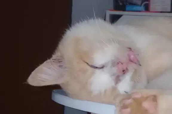 Chat crème mâle trouvé à Rion-des-Landes - photo