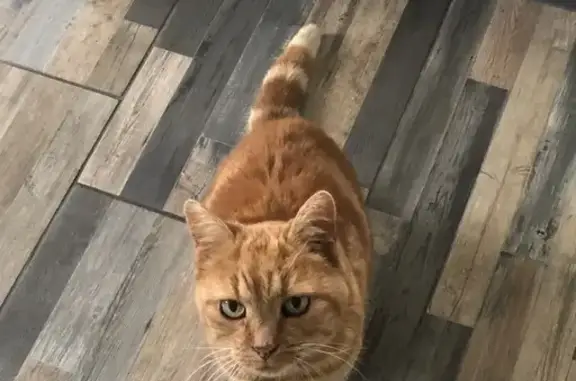 Animaux trouvés , photo: Chatte errante retrouvée à Tours Nord