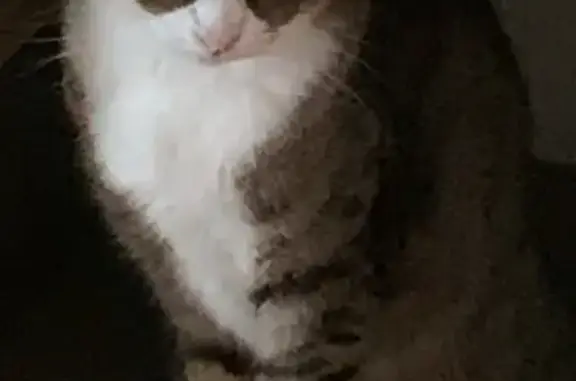 Chat européen perdu à Braud-Saint-Louis - photo