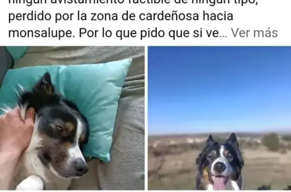 Perro Perdido en Cardeñosa: ¡Ayúdanos!