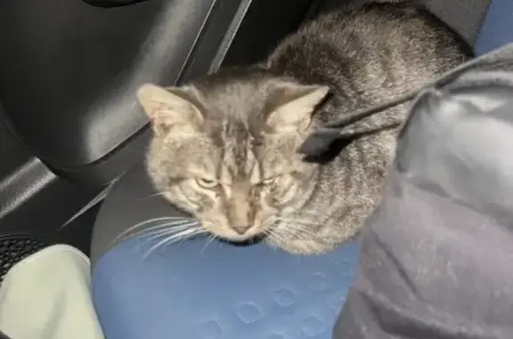 Chat mâle câlin trouvé à Lille - photo