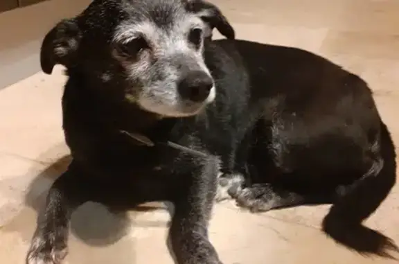 Chien trouvé , photo: Chienne noire âgée trouvée à Brézilhac