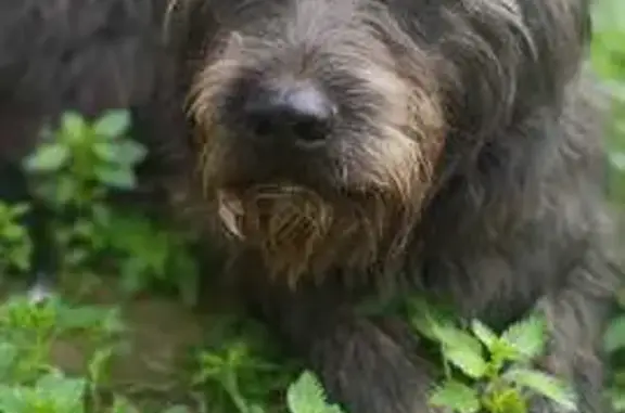 ¡Perro Perdido! Cruce de Agua con Collar Rojo