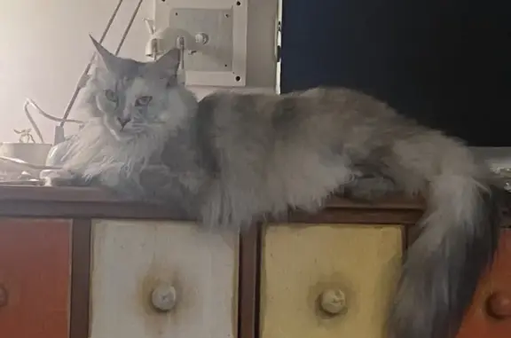 Chatte disparue à Maubec depuis octobre - photo