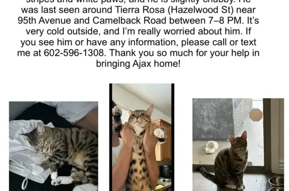 Help Find Missing Cat on Coolidge St!