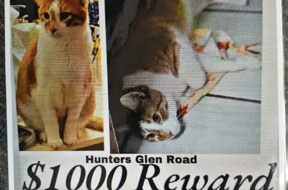 Lost Orange & White Cat: $1000 Reward!