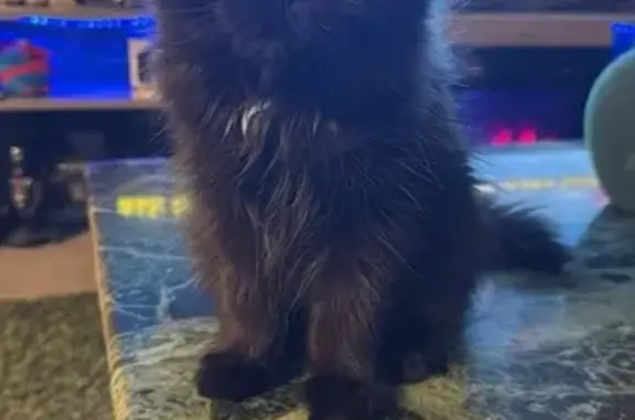 Lost Persian Munchkin Kitten in Aurora