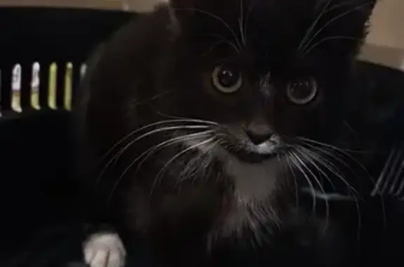 Animaux trouvés Évron, photo: Chaton noir et blanc trouvé à Évron
