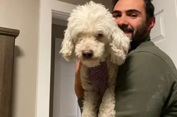 Lost White Poodle: Blind, Deaf, Purple Vest