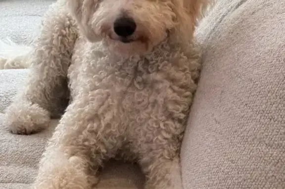 Lost: Nugget the Skittish Poodle Mix!