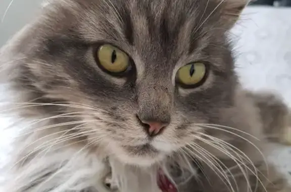 Animaux perdus Carignan-de-Bordeaux, photo: Chat perdu Iloha, 11 ans, Carignan-de-Bdx