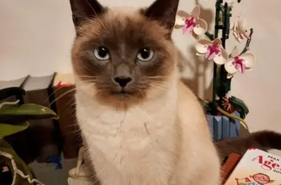 Animaux perdus Lannion, photo: Chatte siamoise beige disparue à Lannion