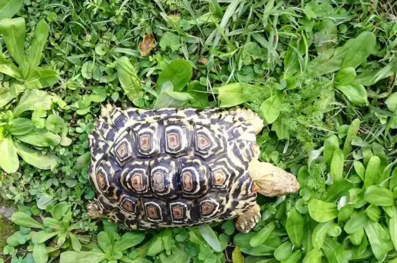 Missing: Beloved Tortoise with...