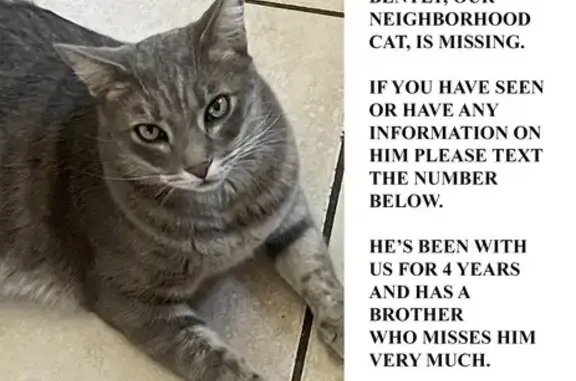 Lost Greyish Beige Cat on Melville Dr