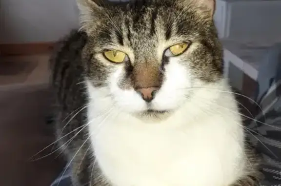 Animaux perdus Granville, photo: Chatte tigrée perdue secteur Granville