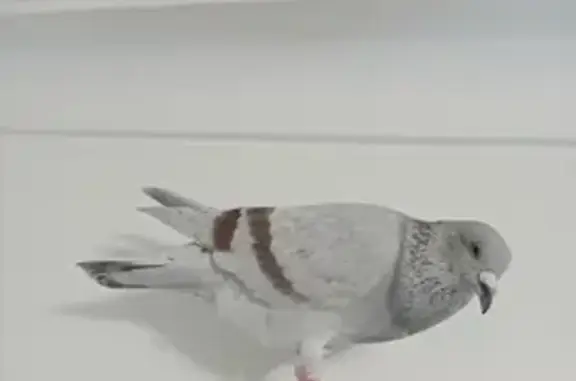 Lost Bird in Fawkner: Grey/Silver, Maroon