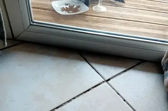 Animaux trouvés Saint-André-de-Sangonis, photo: Chaton errant cherche foyer chaleureux