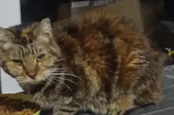 Animaux trouvés , photo: Chat trouvé craintif, problème dentaire