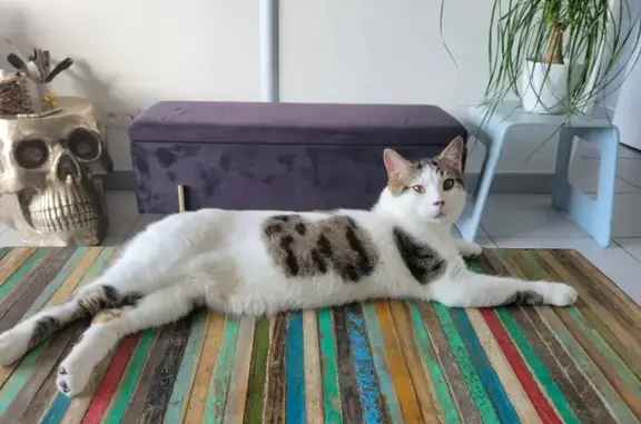 Chat blanc tacheté noir perdu à Balan - photo