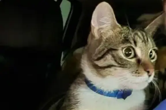 Animaux perdus Argenteuil, photo: Chatte tigrée disparue à Argenteuil