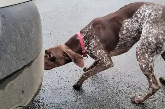 Chien trouvé , photo: Deux chiens trouvés à Saint-Hilaire-du-Maine