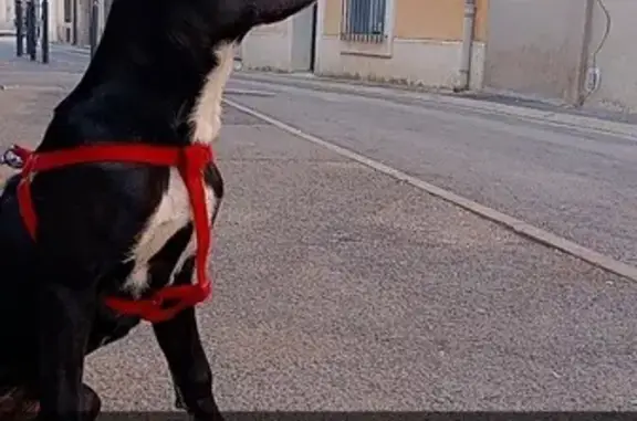 Chien perdu : Laycka, malinois-labrador - photo