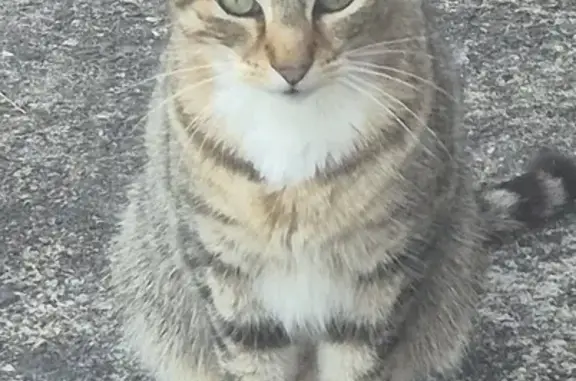 Animaux perdus , photo: Chat craintif perdu à Argenton