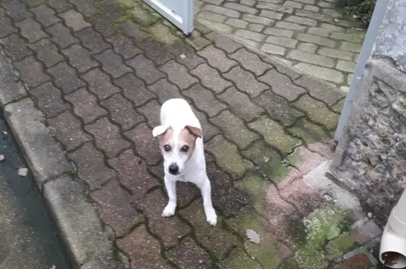 Jack Russel trouvé à Auvers-sur-Oise - photo