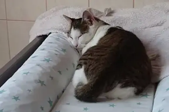 Chatte blanche et tigrée perdue à Hauteville - photo