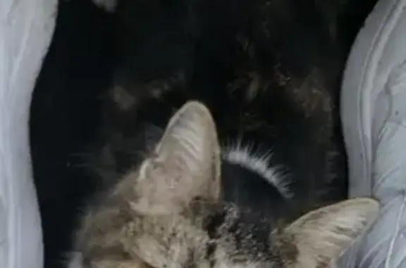 Chat trouvé Orchies, photo: Chatte tricolore trouvée à Orchies