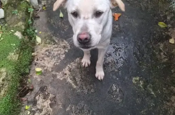 Jeune chienne labrador croisée trouvée au Pecq - photo