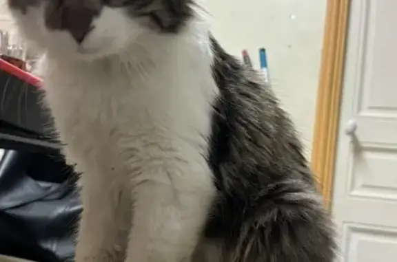 Animaux perdus Courpière, photo: Chat tricolore mâle perdu à Courpière