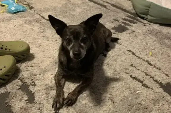 Lost Terrier Mix: South Langley Ave, Chicago