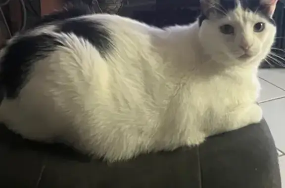 Lost: Large White Cat with Black Spots