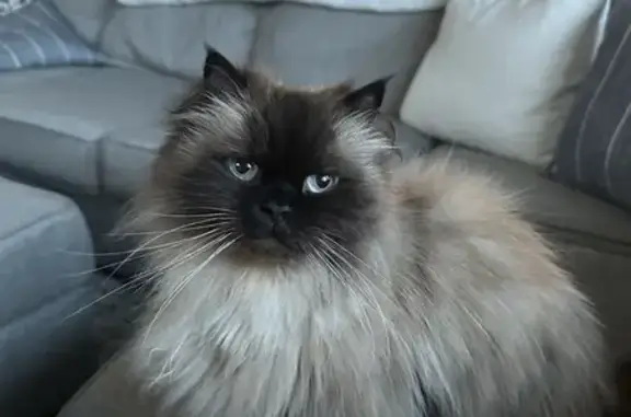 Lost Himalayan Cat in Wake Forest