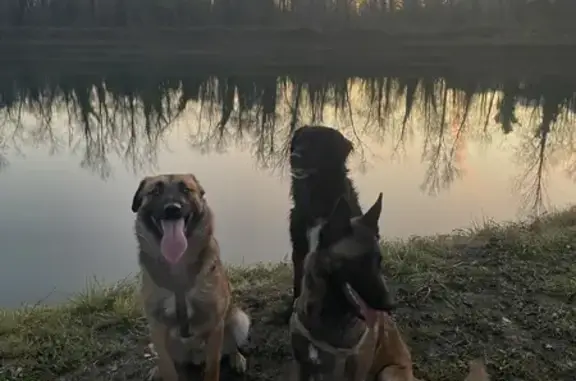 Chien perdu , photo : Trois chiens perdus à Sainte-Marie-d'Alloix