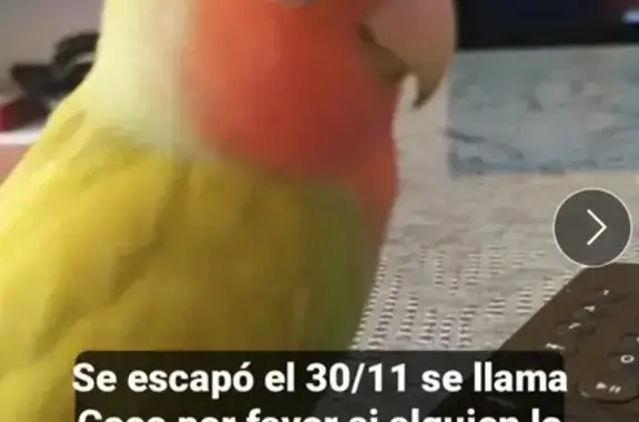 Pájaro perdido en Utrera: Coco, anilla azul