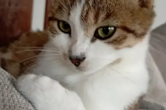 Chatte tigrée perdue à Cherbourg - photo