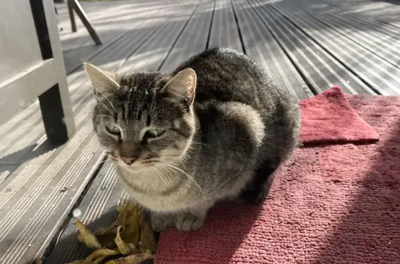 Chatte grise et ses 3 petits trouvés à Clisson - photo