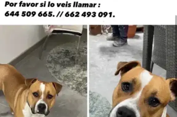 Perro Perdido en Crevillente: Marrón y Blanco