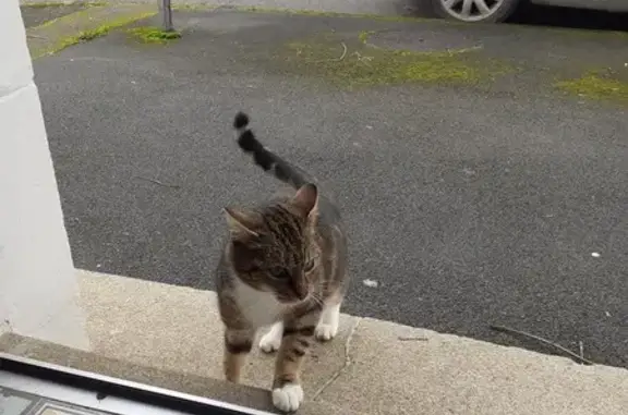 Animaux trouvés , photo: Chatte tigrée trouvée à Châteauroux