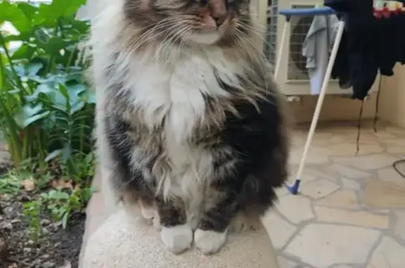 Chat à poils longs marron trouvé à Marseille - photo
