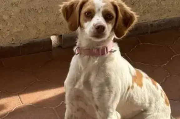 Perro Cariñoso y Juguetón Hallado en Olocau