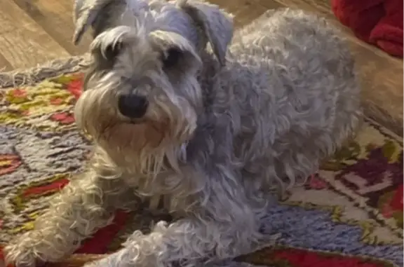 Lost Silver Schnauzer: Help Find Lanie!