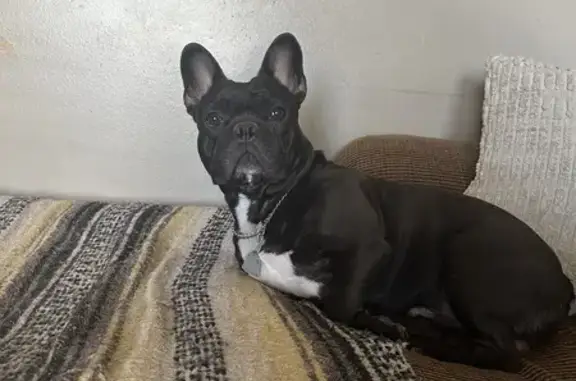 Lost: Tito the French Bulldog in SA