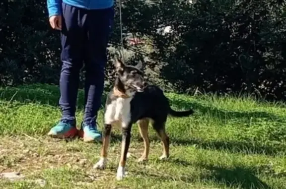 Perro perdido en Alhaurín: Podenco joven