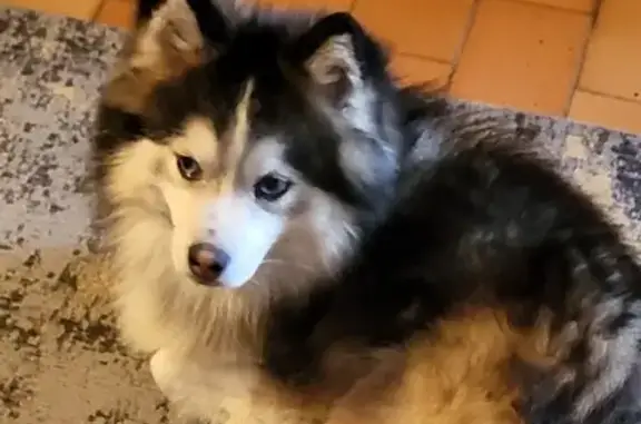 Pomsky 3 ans perdu à Vivaise (Hauts-de-France) - photo