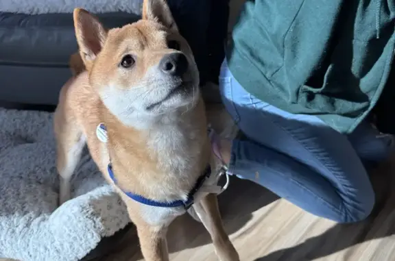 Help Find Hanzo: Lost Shiba in Front Royal