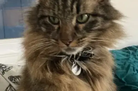 Chat tigré disparu, collier vert foncé - photo