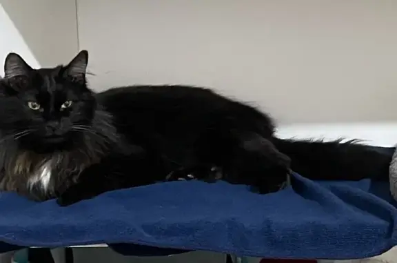 Chat perdu, Vannes, photo: Chat noir à poil long perdu à Vannes